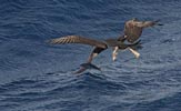 Brown Booby (Sula leucogaster) photo, Chasing Flying Fish, Cape Verde Islands, April, 2006
