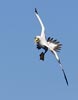 Masked Booby (Sula dactylatra) photo, Adult in Flight, St. Helena, March, 2006