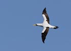 Masked Booby (Sula dactylatra) photo, Adult in Flight, St. Helena, March, 2006
