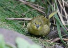 Tristan Bunting (Nesospiza acunhae) photo, , Inaccessible Island, March, 2006