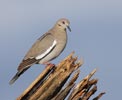 White-winged Dove (Zenaida asiatica) photo, Adult, Pima Cnty, AZ, July, 2006