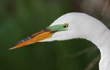 Great Egret (Ardea alba) photo, Breeding Adult, Santa Clara Cnty, CA, May, 2006