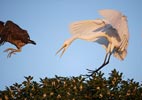 Great Egret (Ardea alba) photo, Breeding Adult, Santa Clara Cnty, CA, May, 2006