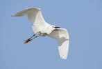 Snowy Egret (Egretta thula) photo, Breeding Adult in Flight, Santa Clara Cnty, CA, May, 2006
