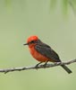 Vermilion Flycatcher (Pyrocephalus rubinus) photo, Adult Male, Santa Cruz Cnty, AZ, July, 2006