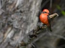Vermilion Flycatcher (Pyrocephalus rubinus) photo, Adult Male, Santa Cruz Cnty, AZ, July, 2006