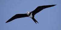 Ascension Island Frigatebird (Fregata aquila) photo, Immature in Flight, Boatswainbird Island, Ascension, April, 2006
