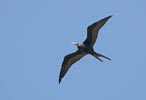 Ascension Island Frigatebird (Fregata aquila) photo, Adult Male in Flight, Boatswainbird Island, Ascension, April, 2006