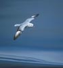 Southern (Antarctic) Fulmar (Fulmarus glacialoides) photo, In Flight, Dorsal View, Off South Georgia, December, 1994