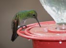 Berylline Hummingbird (Amazilia beryllina) photo, , Cochise Cnty, AZ, July, 2006