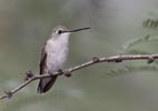 Black-chinned Hummingbird (Archilochus alexandri) photo, Female, Cochise Cnty, AZ, July, 2006