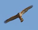 Cooper's Hawk (Accipiter cooperii) photo, Adult in Flight, Santa Clara Cnty, CA, April, 2006