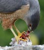Cooper's Hawk (Accipiter cooperii) photo, Adult with Mourning Dove, Santa Clara Cnty, CA, April, 2006