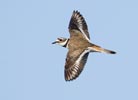 Killdeer (Charadrius vociferus) photo, Adult in Flight, San Luis Obispo Cnty, CA, May, 2006