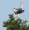 White-tailed Kite (Elanus leucurus) photo, Juvenile in Flight, Santa Clara Cnty, CA, May, 2006