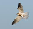 White-tailed Kite (Elanus leucurus) photo, Juvenile in Flight, Santa Clara Cnty, CA, June, 2006