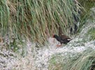 Gough Moorhen (Gallinula comeri) photo, Adult, Gough Island, March, 2006