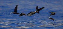 Black Noddy (Anous minutus) photo, Group in Flight, Boatswainbird Island, Ascension, April, 2006