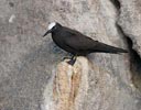 Black Noddy (Anous minutus) photo, Adult, Boatswainbird Island, Ascension, April, 2006