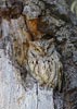 Western Screech-Owl (Otus kennicottii) photo, Adult, Santa Clara Cnty, CA, May, 2006