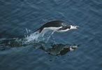 Chinstrap Penguin (Pygoscelis antarctica) photo, Porpoising, South Orkneys, January, 2001