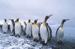 King Penguin (Aptenodytes patagonicus) photo, Adults, Salisbury Plain, South Georgia, December, 1994