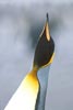 King Penguin (Aptenodytes patagonicus) photo, Braying, St. Andrews Bay, South Georgia, January, 2001