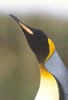 King Penguin (Aptenodytes patagonicus) photo, , Salisbury Plain, South Georgia, December, 1994