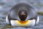 King Penguin (Aptenodytes patagonicus) photo, , Salisbury Plain, South Georgia, January, 2001