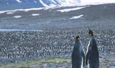 King Penguin (Aptenodytes patagonicus) photo, , St. Andrews Bay, South Georgia, January, 2001
