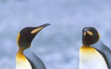 King Penguin (Aptenodytes patagonicus) photo, , South Georgia, January, 2001