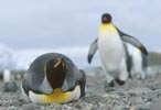 King Penguin (Aptenodytes patagonicus) photo, , Salisbury Plain, South Georgia, December, 1994