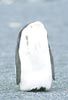 King Penguin (Aptenodytes patagonicus) photo, , St. Andrews Bay, South Georgia, January, 2001