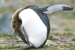 King Penguin (Aptenodytes patagonicus) photo, Preening, St. Andrews Bay, South Georgia, January, 2001