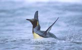 King Penguin (Aptenodytes patagonicus) photo, , St. Andrews Bay, South Georgia, January, 2001