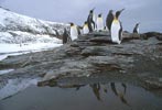 King Penguin (Aptenodytes patagonicus) photo, , South Georgia, December, 1994