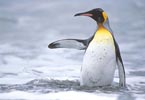 King Penguin (Aptenodytes patagonicus) photo, , St. Andrews Bay, South Georgia, January, 2001