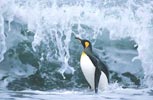 King Penguin (Aptenodytes patagonicus) photo, , St. Andrews Bay, South Georgia, January, 2001