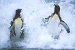 King Penguin (Aptenodytes patagonicus) photo, , St. Andrews Bay, South Georgia, January, 2001