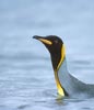 King Penguin (Aptenodytes patagonicus) photo, Swimming, South Georgia, January, 2001