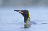 King Penguin (Aptenodytes patagonicus) photo, Swimming, South Georgia, December, 1994