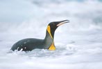 King Penguin (Aptenodytes patagonicus) photo, Swimming, South Georgia, January, 2001