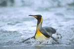 King Penguin (Aptenodytes patagonicus) photo, , St. Andrews Bay, South Georgia, January, 2001