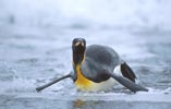 King Penguin (Aptenodytes patagonicus) photo, , St. Andrews Bay, South Georgia, January, 2001