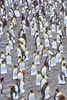King Penguin (Aptenodytes patagonicus) photo, Portion of Colony, St. Andrews Bay, South Georgia, January, 2001