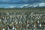 King Penguin (Aptenodytes patagonicus) photo, Colony, Salisbury Plain, South Georgia, January, 2001