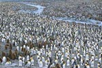 King Penguin (Aptenodytes patagonicus) photo, Colony, St. Andrews Bay, South Georgia, January, 2001
