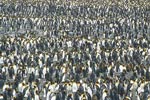 King Penguin (Aptenodytes patagonicus) photo, Colony, South Georgia, January, 2001