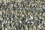 King Penguin (Aptenodytes patagonicus) photo, Colony, South Georgia, January, 2001