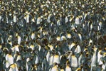 King Penguin (Aptenodytes patagonicus) photo, Colony, South Georgia, January, 2001